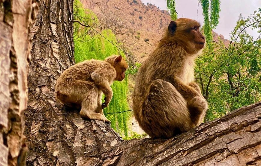 Private 5-Days Morocco Trip: Culture, Sahara, Adventure & Relaxation